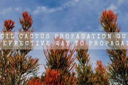 Pencil Cactus Propagation Guide | 4 Effective Way To Propagate