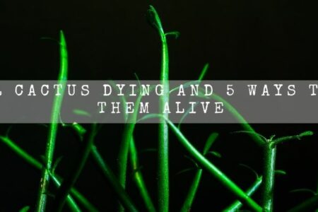 Pencil Cactus Dying And 5 Ways To Keep Them Alive