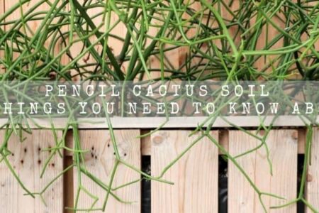 Pencil Cactus Soil | 8 Things You Need To Know About |