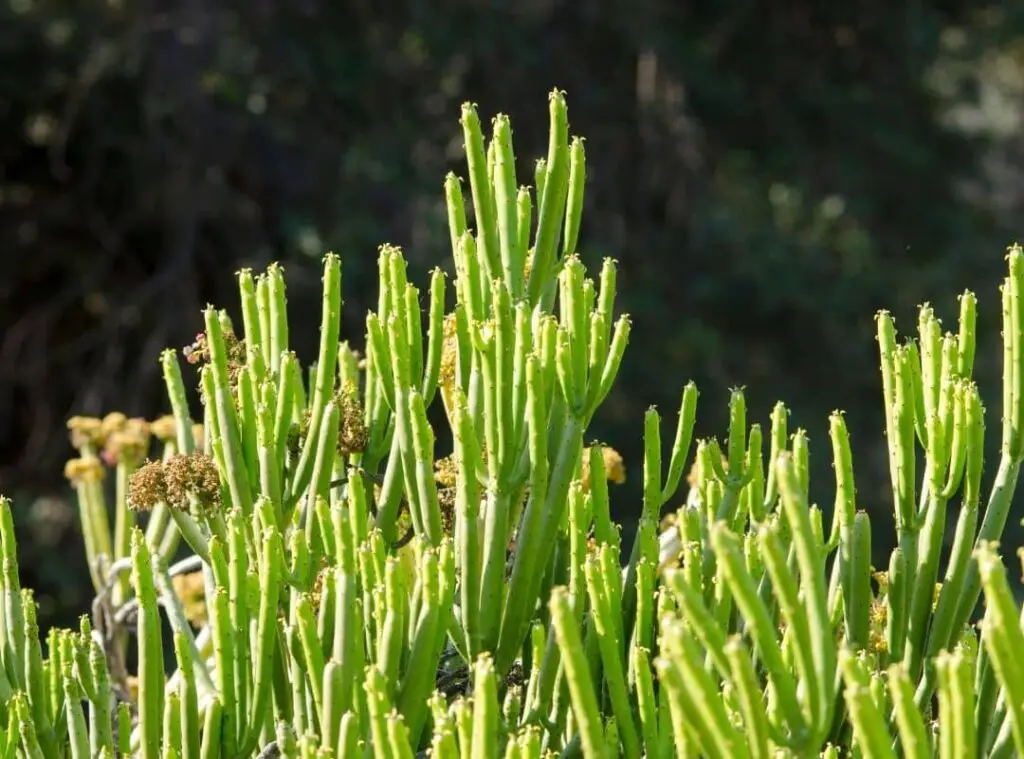 Pencil Cactus vs Fire Stick