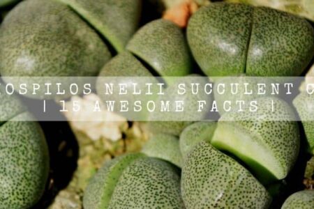 Pleiospilos Nelii Succulent Care | 15 Awesome Facts |
