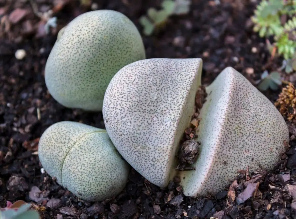 Pleiospilos Nelii 3 1