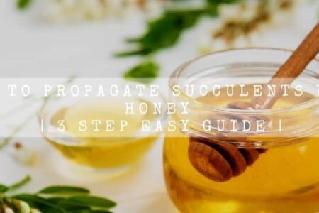 How To Propagate Succulents With Honey | 3 Step Easy Guide |