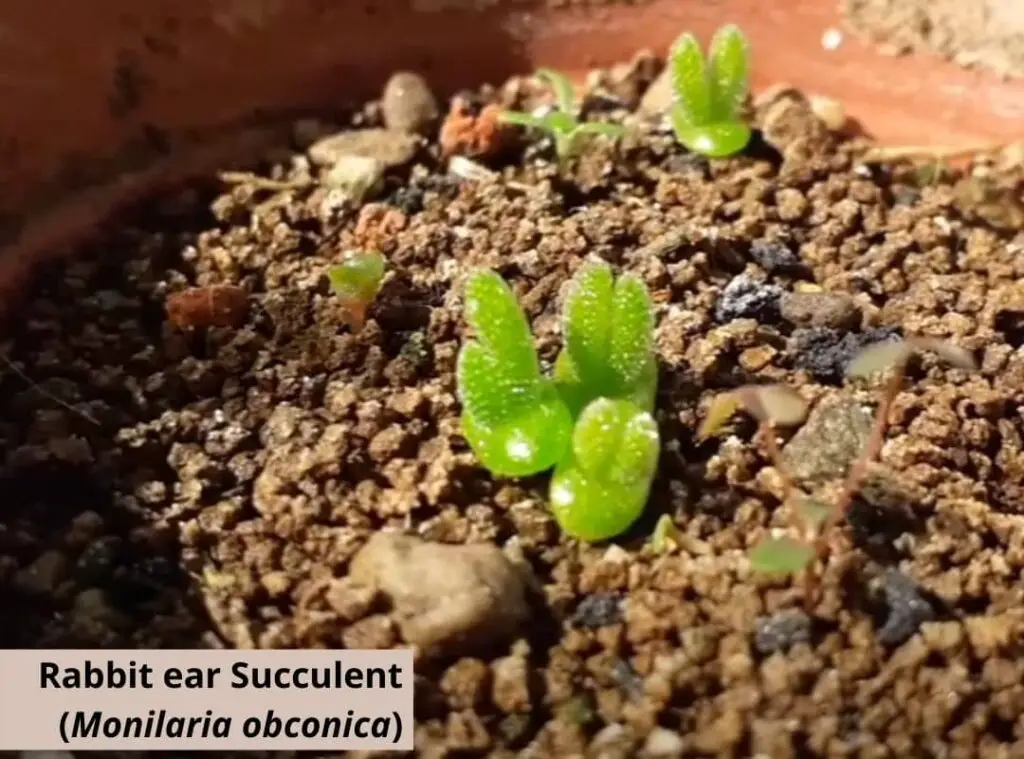 Rare and weird looking succulents