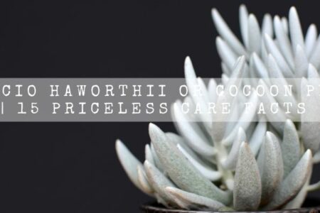 Senecio Haworthii Or Cocoon Plant | 15 Priceless Care Facts |