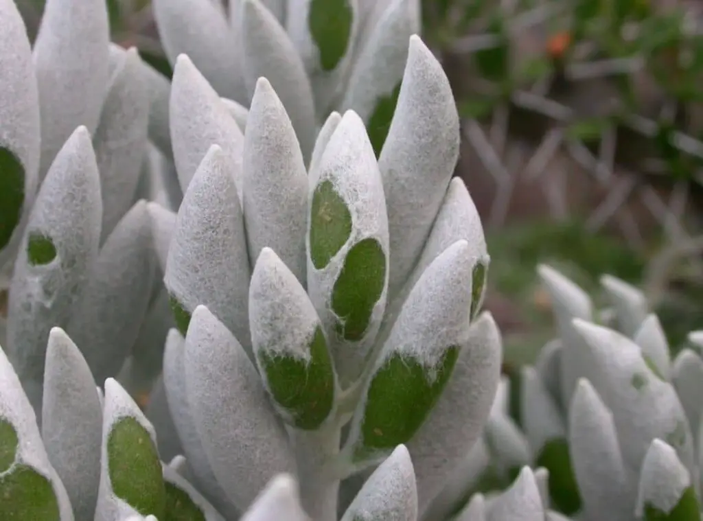 Senecio haworthii 