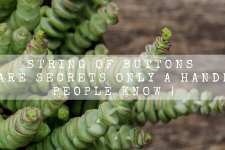 String Of Buttons | 15 Care Secrets Only A Handful Of People Know |