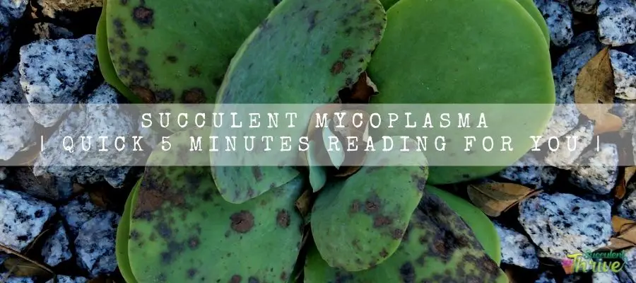 Succulent Mycoplasma