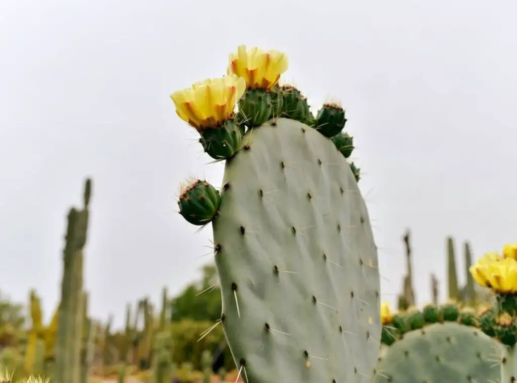 Make Cactus Bloom