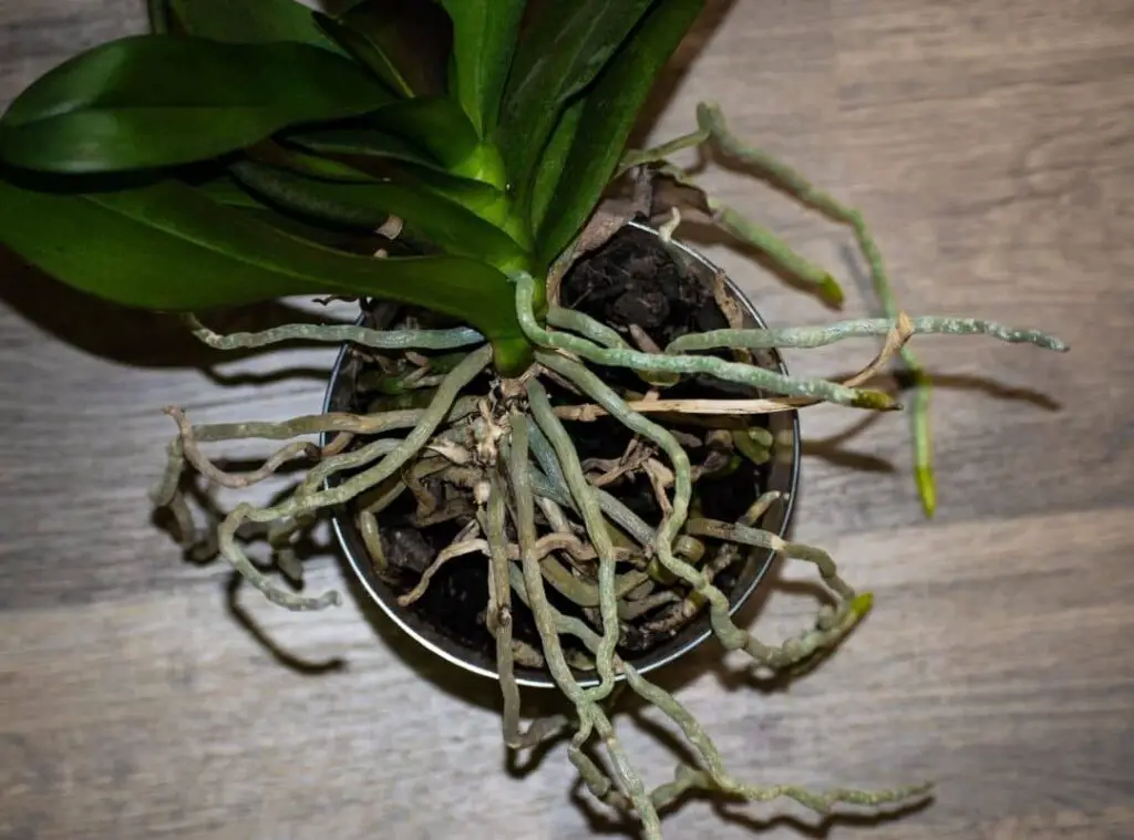 How To Tell If Orchid Roots Are Dead