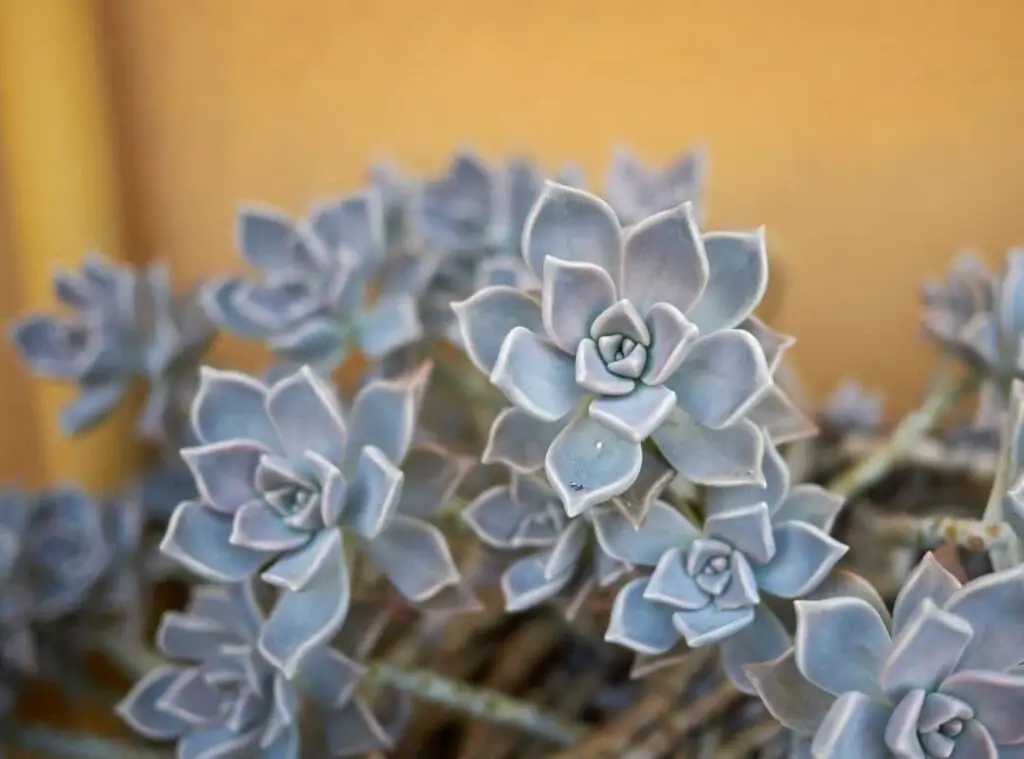 succulent Ground Cover 