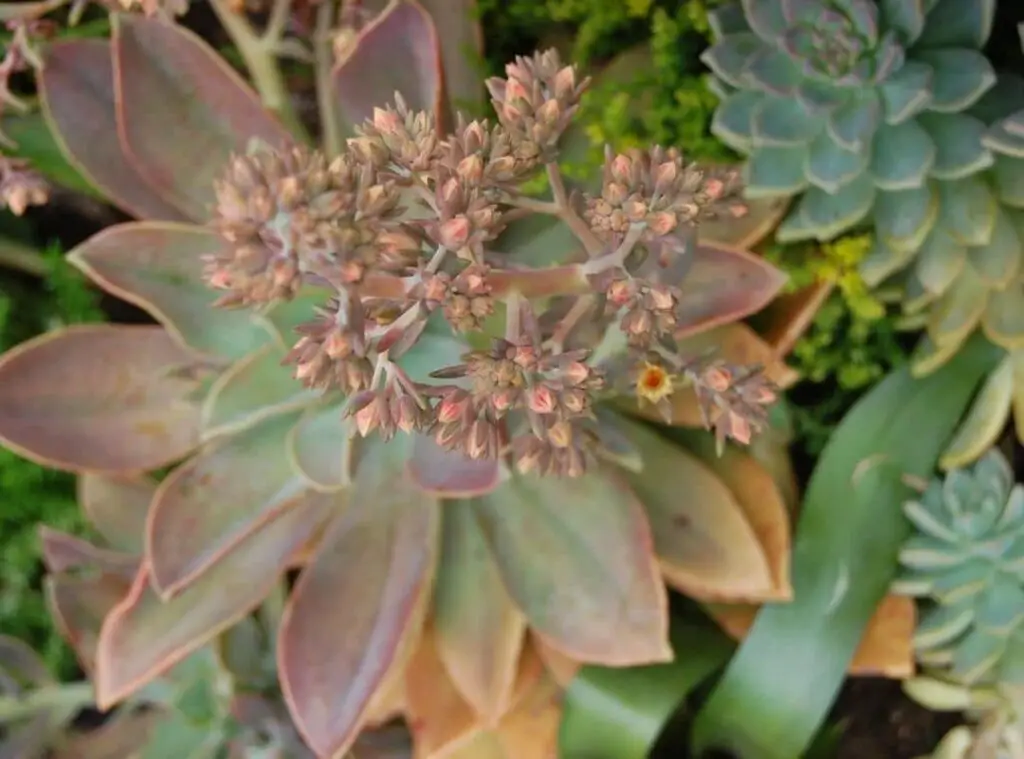 Graptoveria Fred Ives 