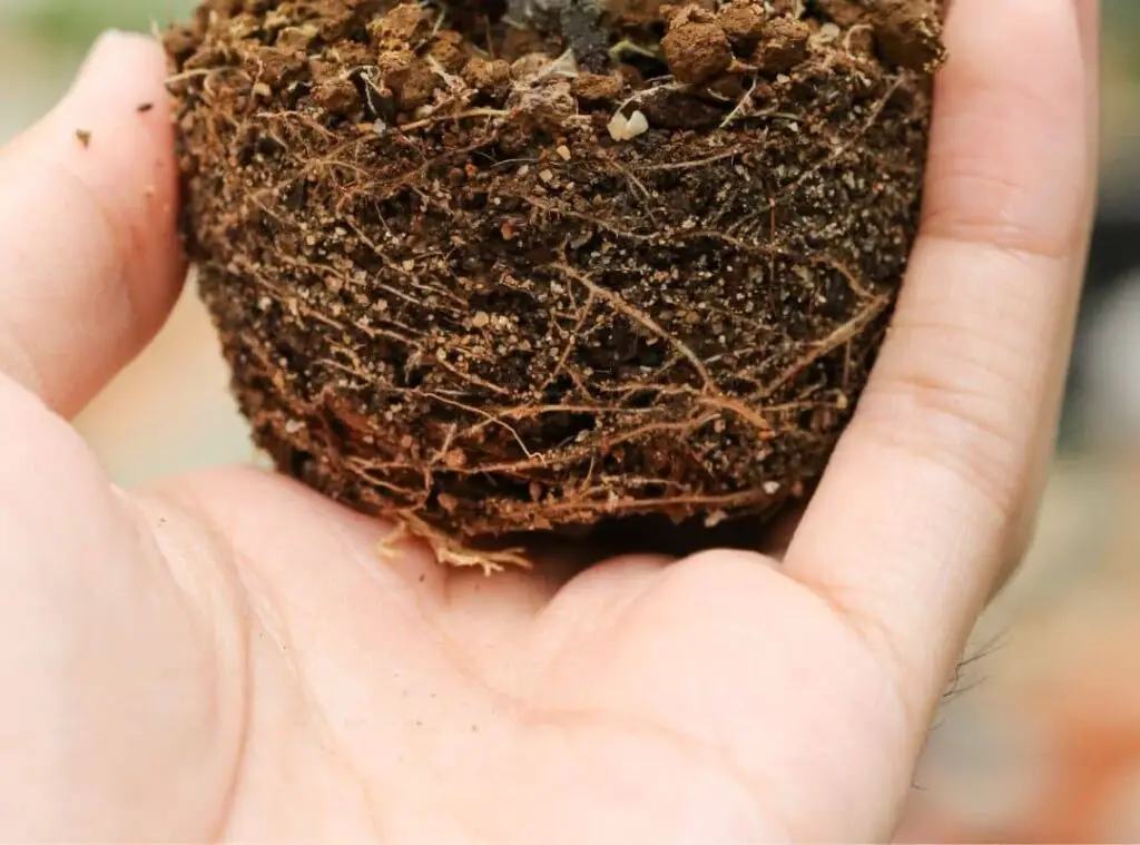 pencil cactus roots