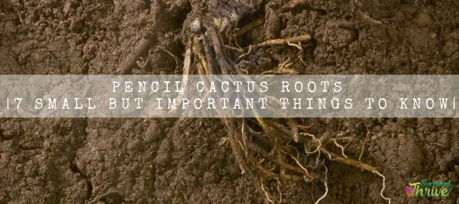 pencil cactus roots