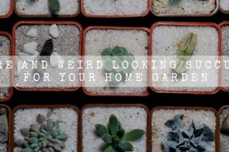 15 Rare And Weird Looking Succulents For Your Home Garden