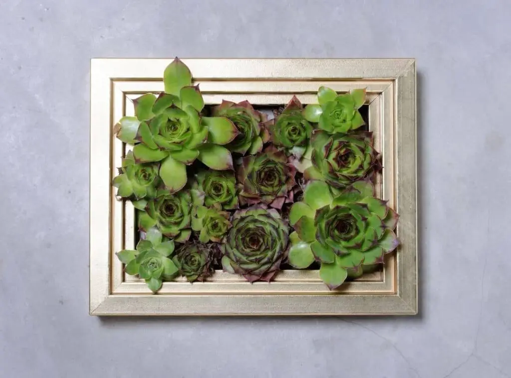 succulent wall planter 