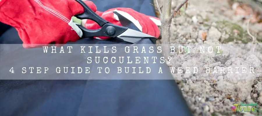 kills grass but not succulents