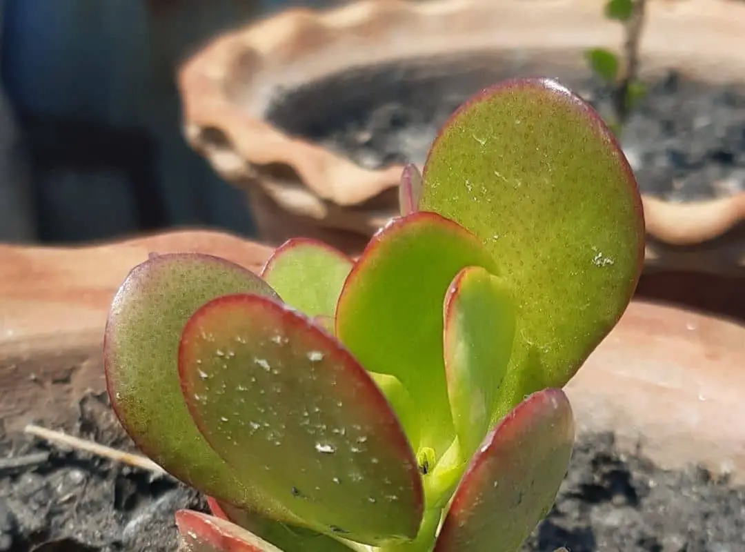 White Spots On Jade Plant | 5 Minutes Reading For You | Succulent Thrive