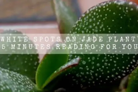 White Spots On Jade Plant | 5 Minutes Reading For You |