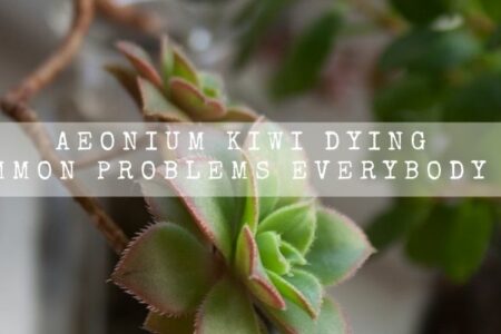 Aeonium Kiwi Dying | 6 Common Problems Everybody Face |