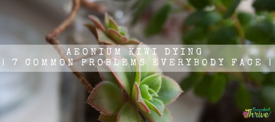 Aeonium Kiwi Dying