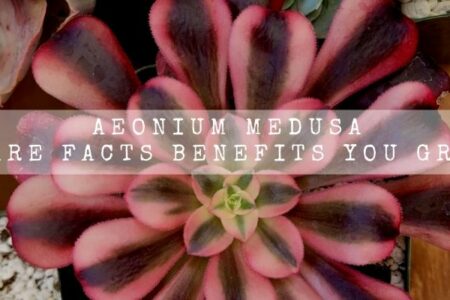 Aeonium Medusa | 14 Care Facts Benefits You Greatly |