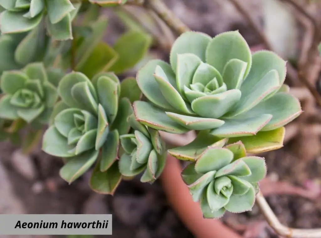 Drought Tolerant Succulents