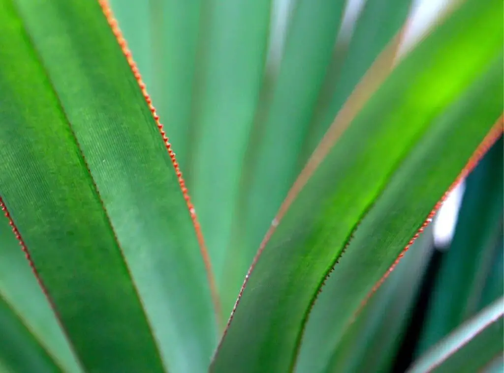 Agave Red Edge