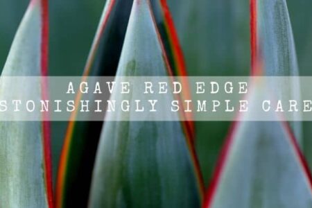 Agave Red Edge | 14 Astonishingly Simple Care Tips |
