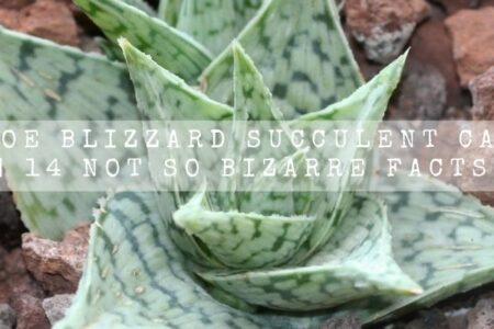 Aloe Blizzard Care | Easy Care And Propagation Guide |