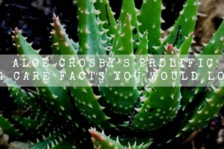 Aloe Crosbys Prolific | 14 Care Facts You Would Love |