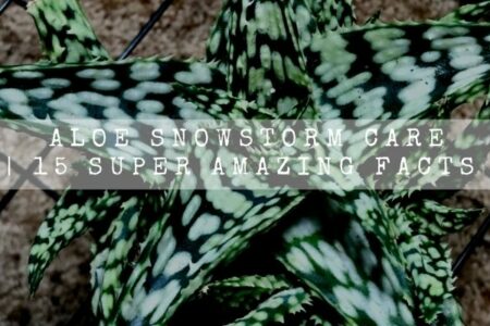 Aloe Snowstorm Care | 15 Super Amazing Facts |
