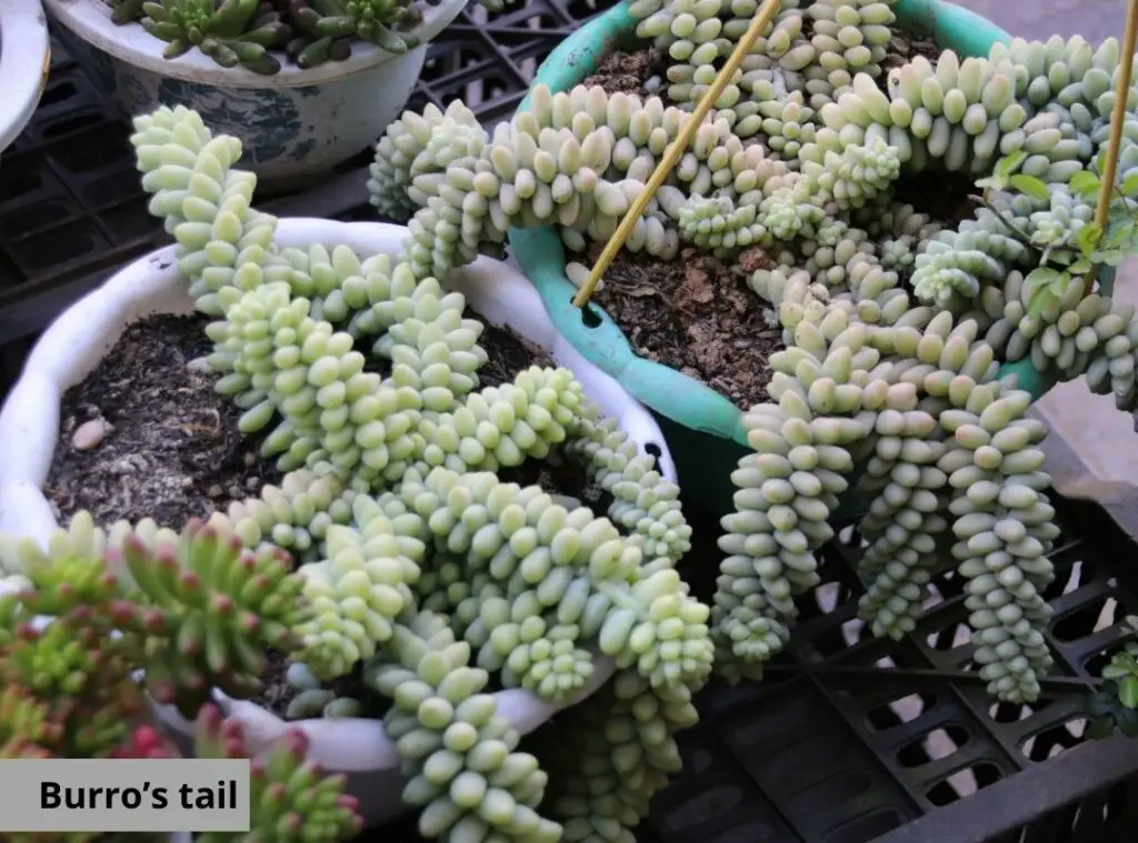 Burros Tail vs Donkey Tail 2