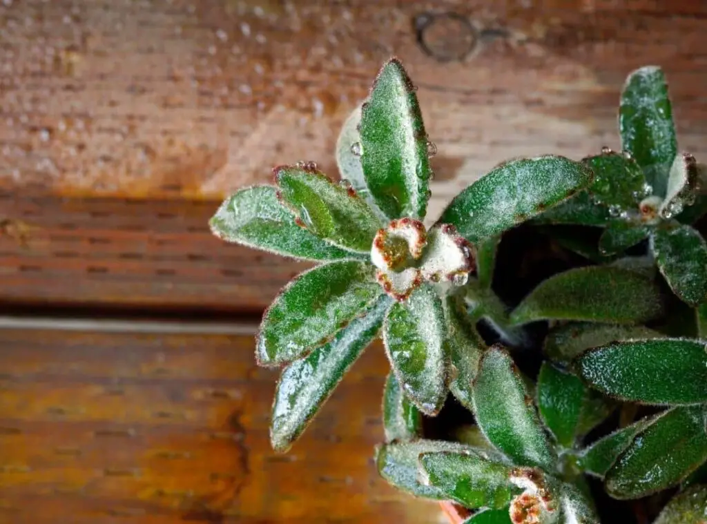 Succulent Flower Stalk