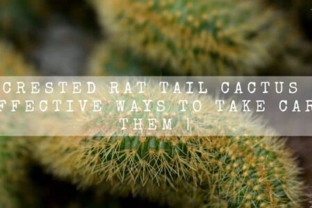 Crested Rat Tail Cactus | 9 Effective Ways To Take Care Of Them |