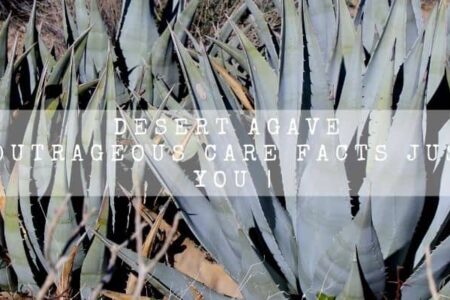 Desert Agave | 16 Outrageous Care Facts Just For You |