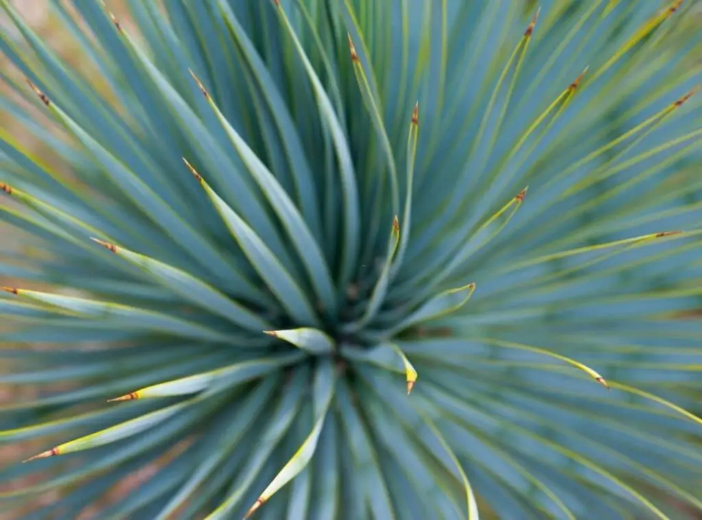 Desert Agave