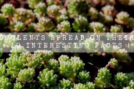Do Succulents Spread On Their Own?| 7 Interesting Facts |