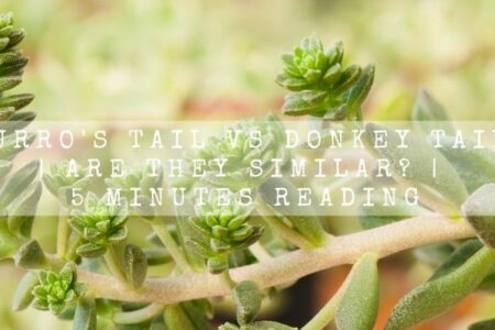 Burro’s Tail vs Donkey Tail | Are They Similar? | 5 Minutes Reading