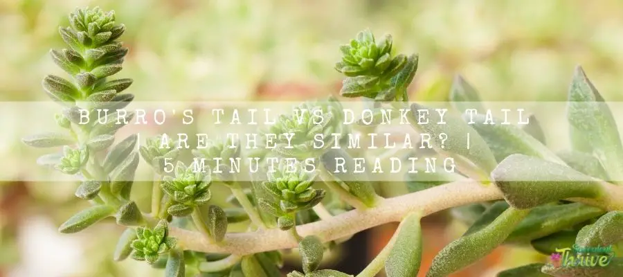 Burro's Tail vs Donkey Tail