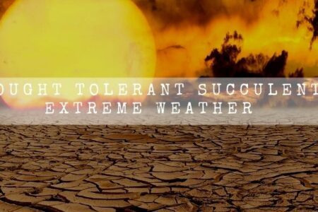 10 Drought Tolerant Succulents For Extreme Weather