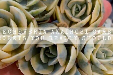 Echeveria Akaihosi Care | 14 Secrets You Really Should Know |
