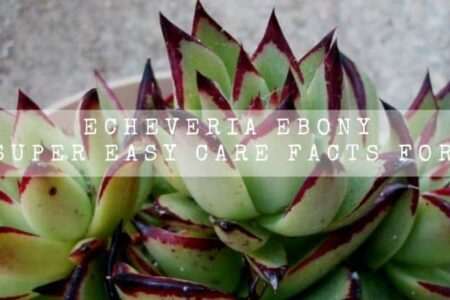 Echeveria Ebony | 15 Super Easy Care Facts For You |