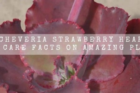 Echeveria Strawberry Heart | 14 Care Facts On This Amazing Plant |