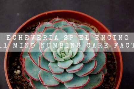 Echeveria sp el Encino | 11 Mind Numbing Care Facts |