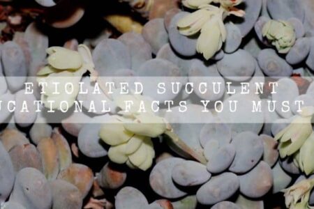 Etiolated Succulent | 9 Educational Facts You Must Know |
