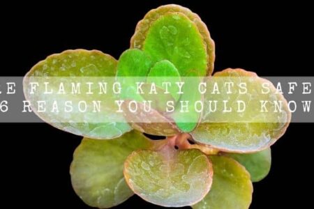 Are Flaming Katy Cats Safe? | 6 Reason You Should Know |