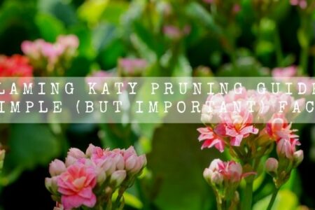 Flaming Katy Pruning Guide | 6 Simple (But Important) Facts |