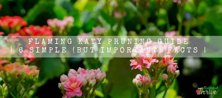 Flaming Katy Pruning