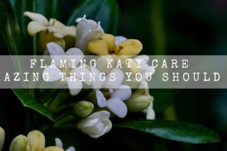 Flaming Katy Care | 14 Amazing Things You Should Know |